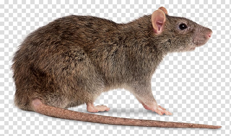 brown rat, Brown rat Black rat Mouse , Rat & Mouse transparent background PNG clipart