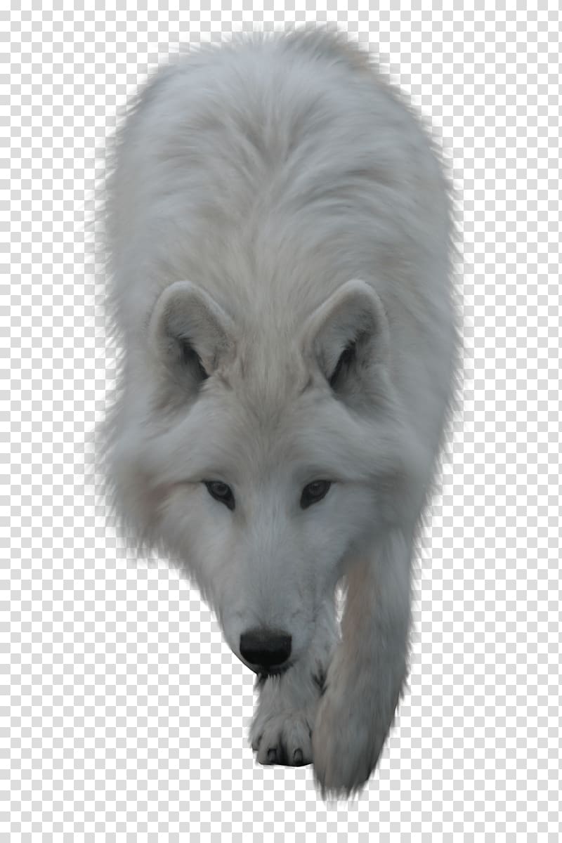 Arctic wolf , wolf-head transparent background PNG clipart