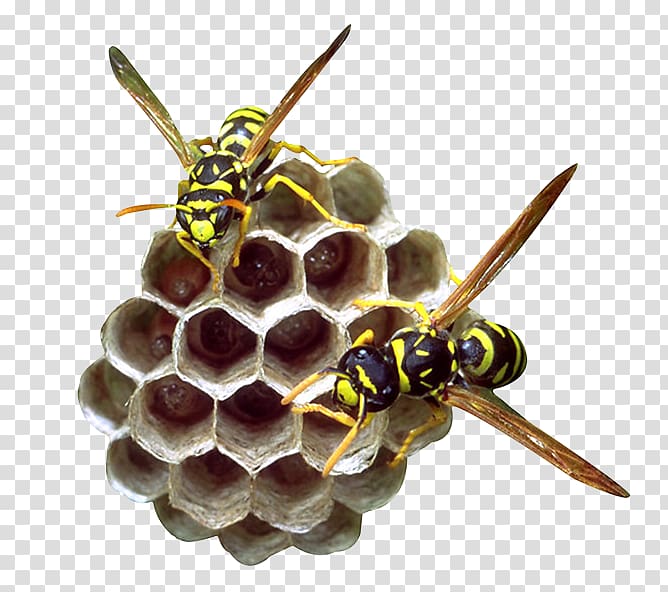 Beehive Honeycomb Bee pollen, Bee hive transparent background PNG clipart