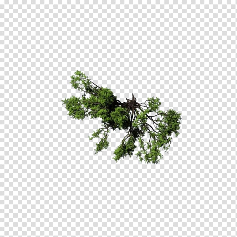 overlooking the shrub tree shrub transparent background PNG clipart