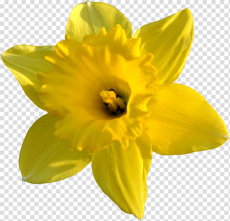 Daffodil , Daffodil transparent background PNG clipart