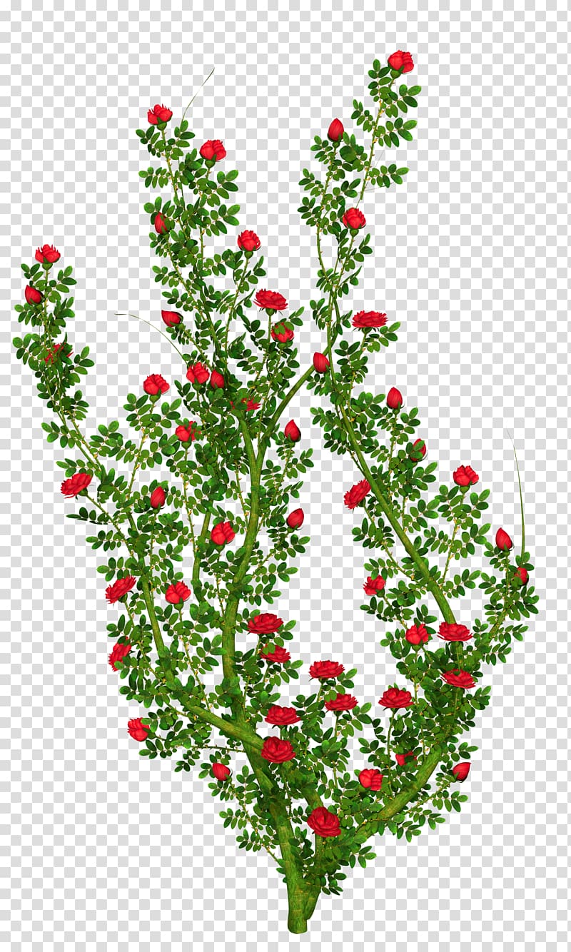 Rose Shrub Flower , Flower Bush transparent background PNG clipart