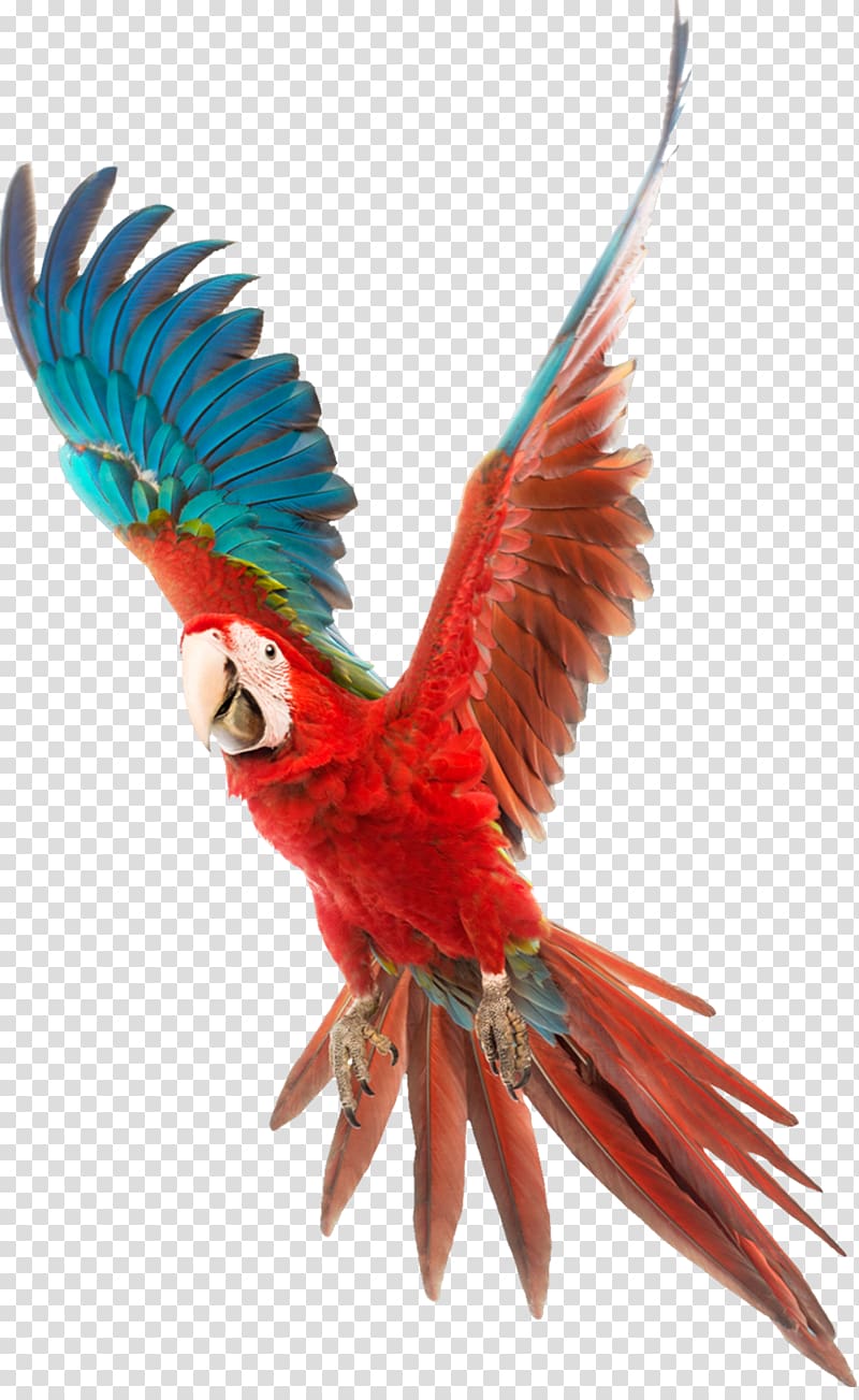 parrot transparent background PNG clipart