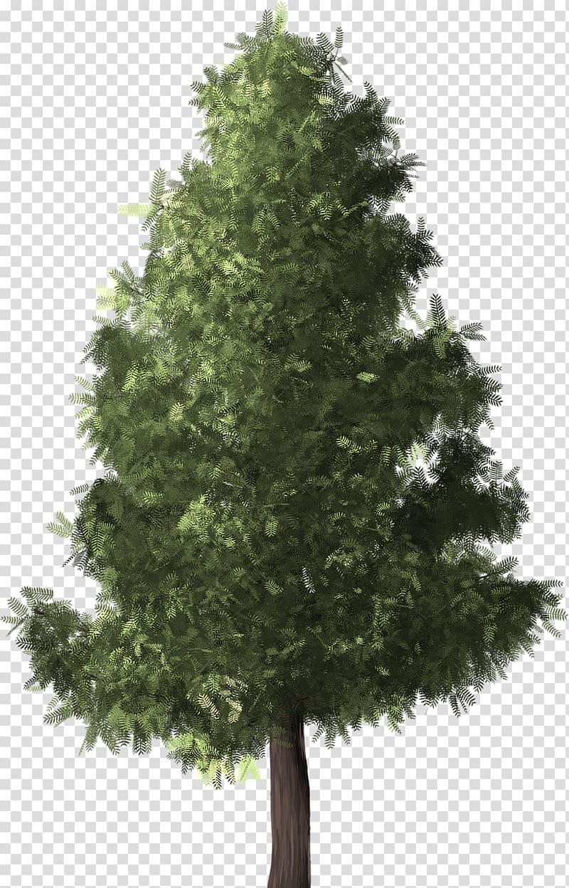 Silver birch Tree Conifers Twig, pine transparent background PNG clipart