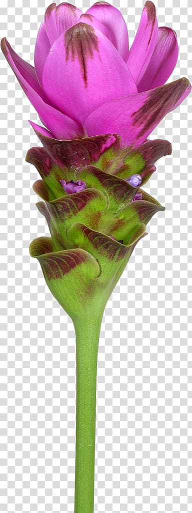 Cut flowers Siam tulip Turmeric Plant Rhizome, plant transparent background PNG clipart