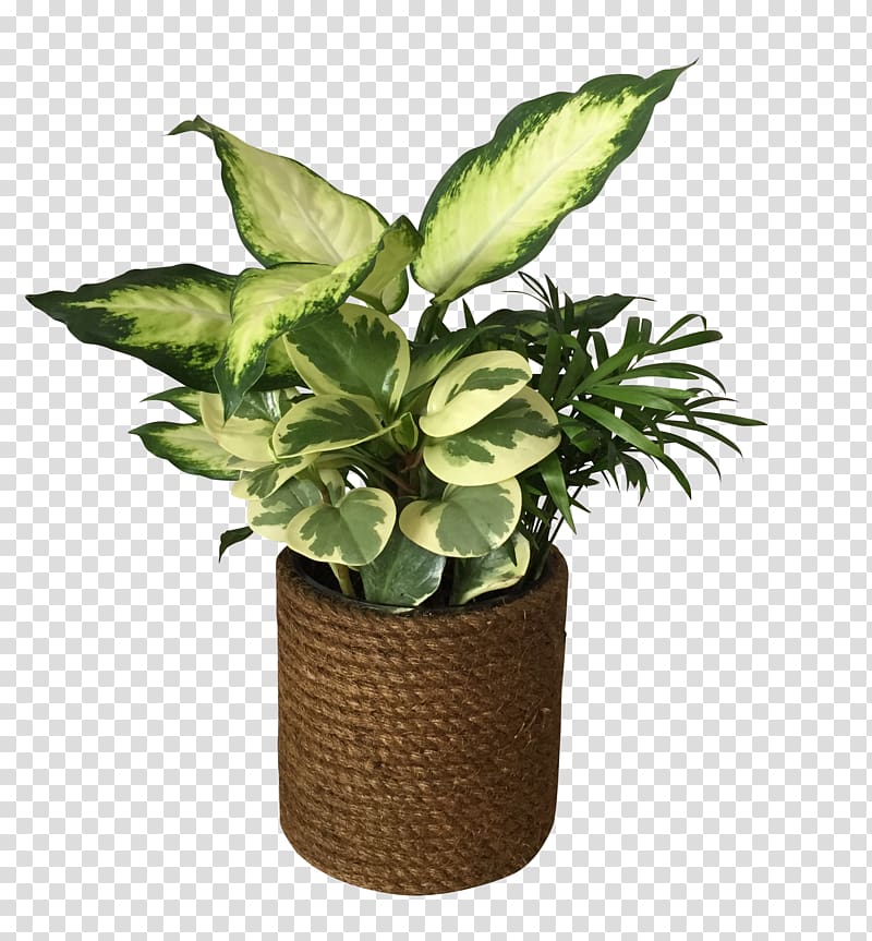 Chinese evergreens Palmer Flowers Loveland Houseplant, houston texans transparent background PNG clipart