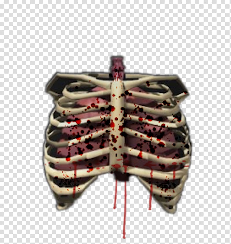 Human skeleton Bone Rib cage Human body, Human Skeleton transparent background PNG clipart