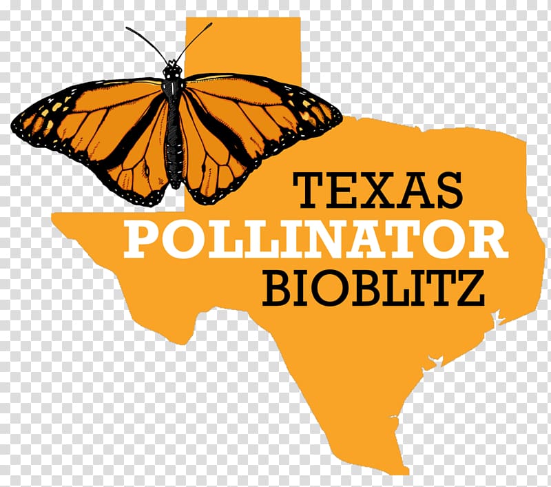 Monarch butterfly Texas 2018 Prairie Restoration Roundup BioBlitz, texas common application transparent background PNG clipart