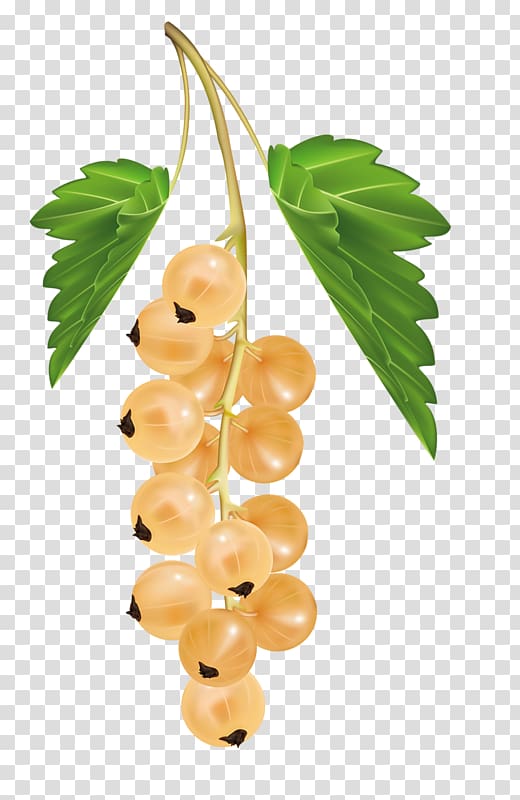 White currant Blackcurrant Berry Redcurrant Zante currant, a bunch of grapes transparent background PNG clipart