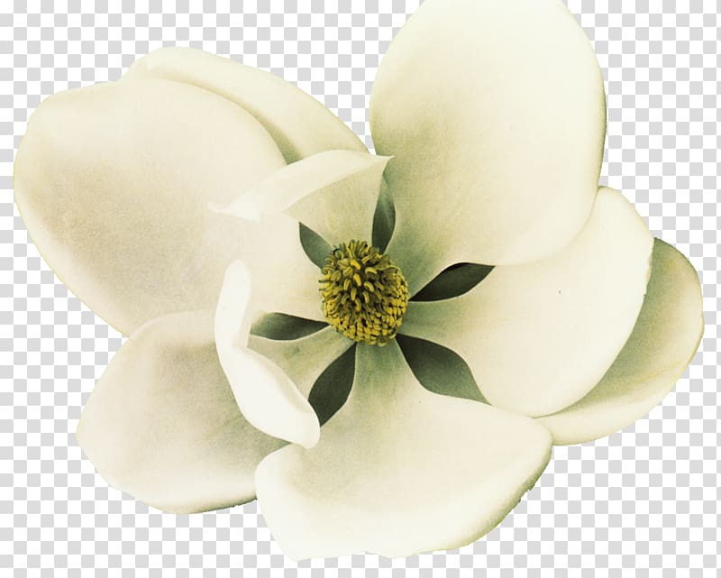 white Magnolia flower, Southern magnolia Petal Flower White, White magnolia flowers transparent background PNG clipart