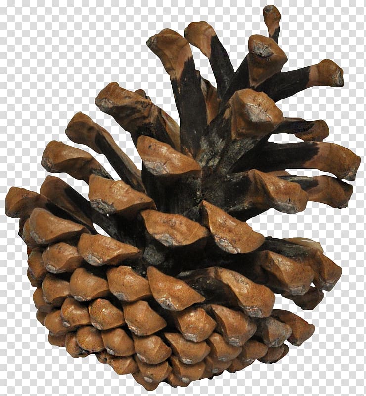 Pine Conifer cone Cedar , others transparent background PNG clipart