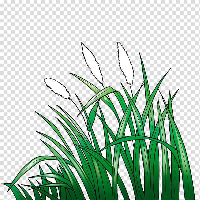 Lawn Cogon grass Animation Sketch, Animation transparent background PNG clipart