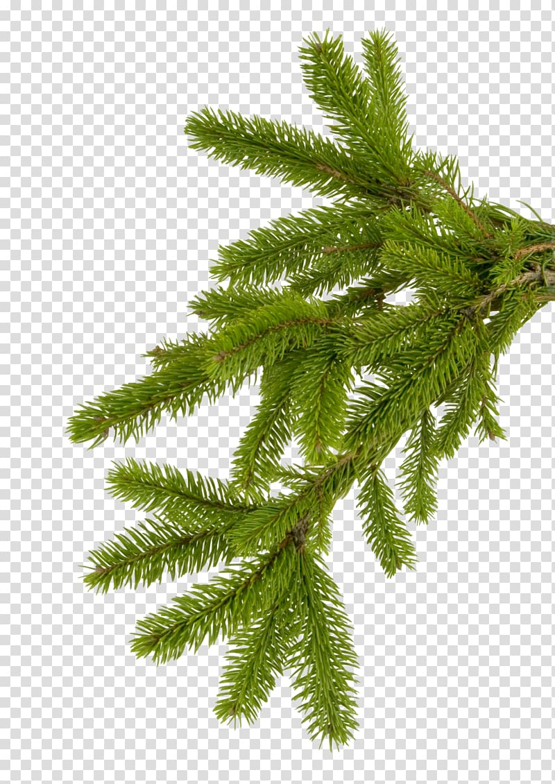 Branch Spruce needle New Year tree, fir-tree transparent background PNG clipart