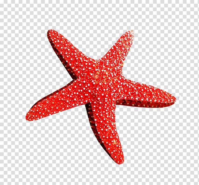 Starfish Desktop Brittle star , starfish transparent background PNG clipart