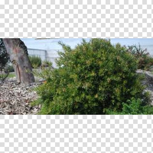 Plant Grevillea rosmarinifolia Tree Shrub Conifers, rockery transparent background PNG clipart