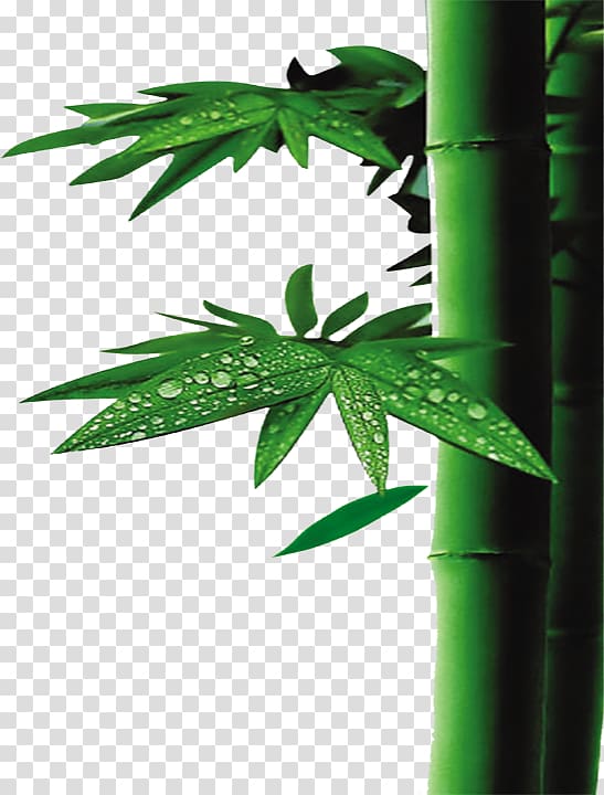 u7af9u9162u6db2 Bamboo textile Acetic acid Bamboo charcoal, bamboo transparent background PNG clipart