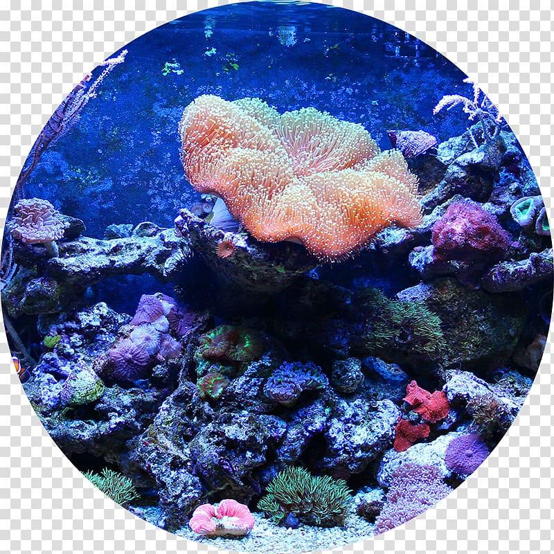 Reef aquarium Aquariums Aquarium Filters Fish, Reef Aquarium transparent background PNG clipart