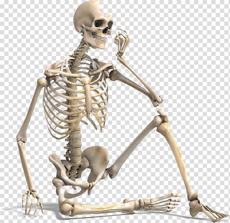 Human skeleton Bone density Human body Vertebral column, others transparent background PNG clipart