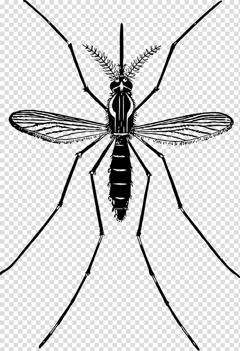Mosquito , mosquito transparent background PNG clipart