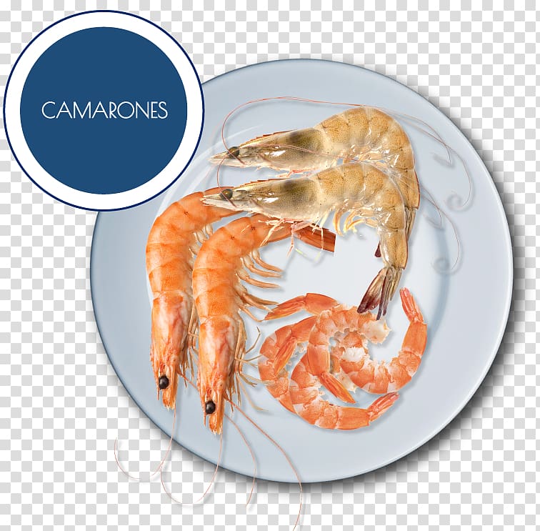 Caridean Shrimp 08200 Viaducto Piedad Avenida Andrés Molina Enríquez Prawns, camaron transparent background PNG clipart