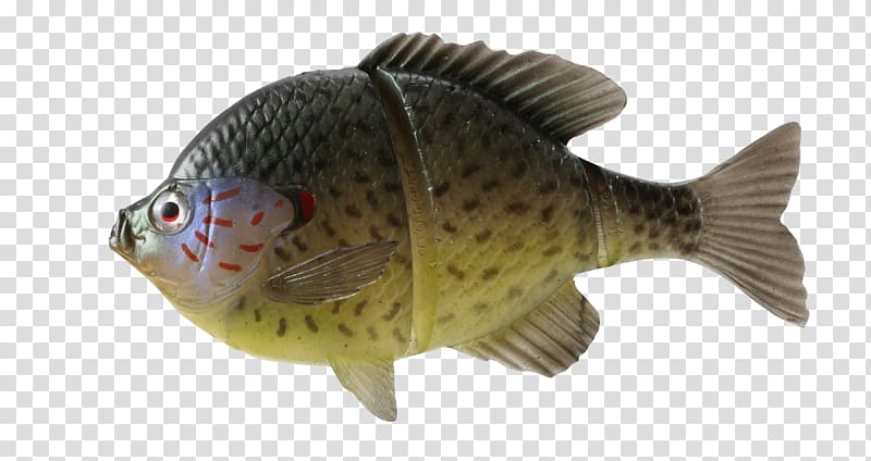 Tilapia Bluegill Fishing Baits & Lures Fishing Baits & Lures, Fishing transparent background PNG clipart