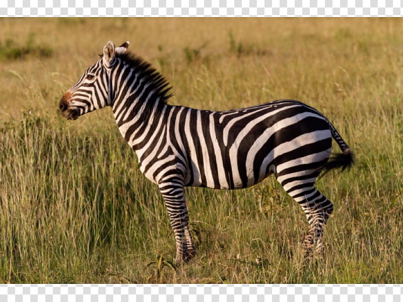 Zebra Horse Maasai Mara Animals for Kids, Planet Earth Animal Sounds Child, zebra transparent background PNG clipart