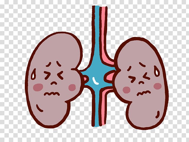 Chronic kidney disease (ckd) Urine Organ, others transparent background PNG clipart