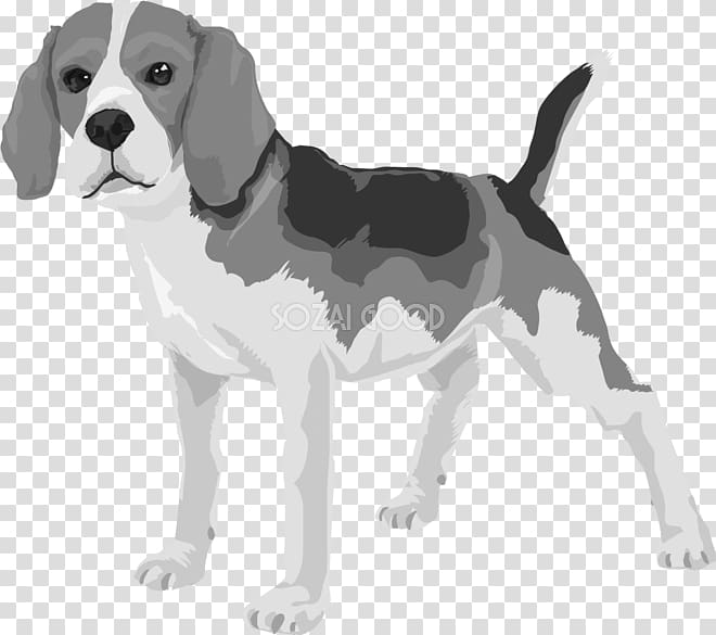 Beagle Harrier English Foxhound American Foxhound Treeing Walker Coonhound, Dog illust transparent background PNG clipart