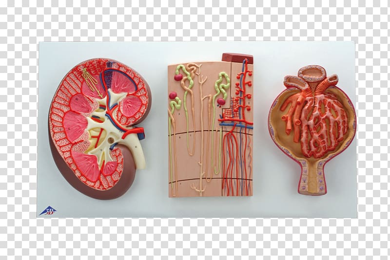 Paper Kidney Nephron Mouth Tooth, others transparent background PNG clipart