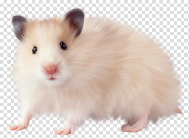 Hamster Rodent Computer mouse Rat, hamster transparent background PNG clipart