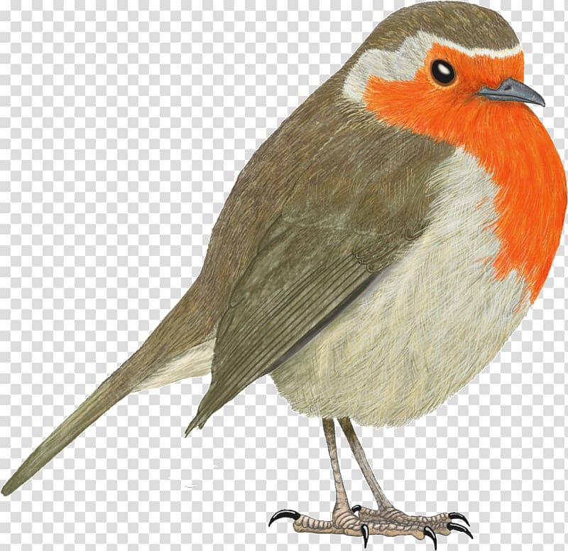 European robin Bird Science Nature, Bird transparent background PNG clipart