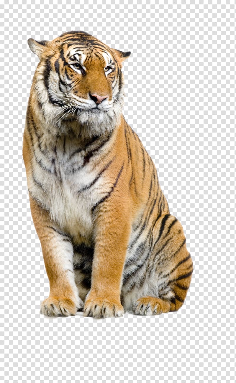 Lion Bengal tiger Sumatran tiger Cat Felidae, tiger transparent background PNG clipart