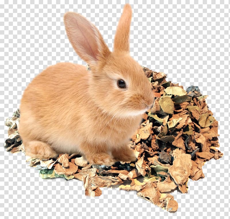 Domestic rabbit Egg carton cardboard, rabbit transparent background PNG clipart