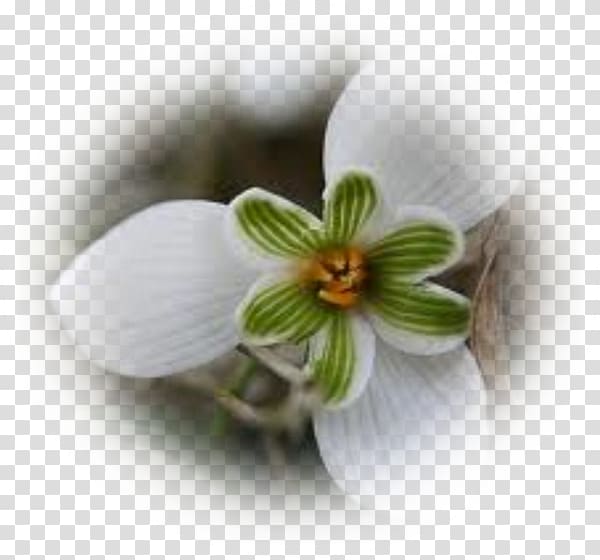 Galanthus nivalis Flower Perce-neige Snow Petal, crocus transparent background PNG clipart