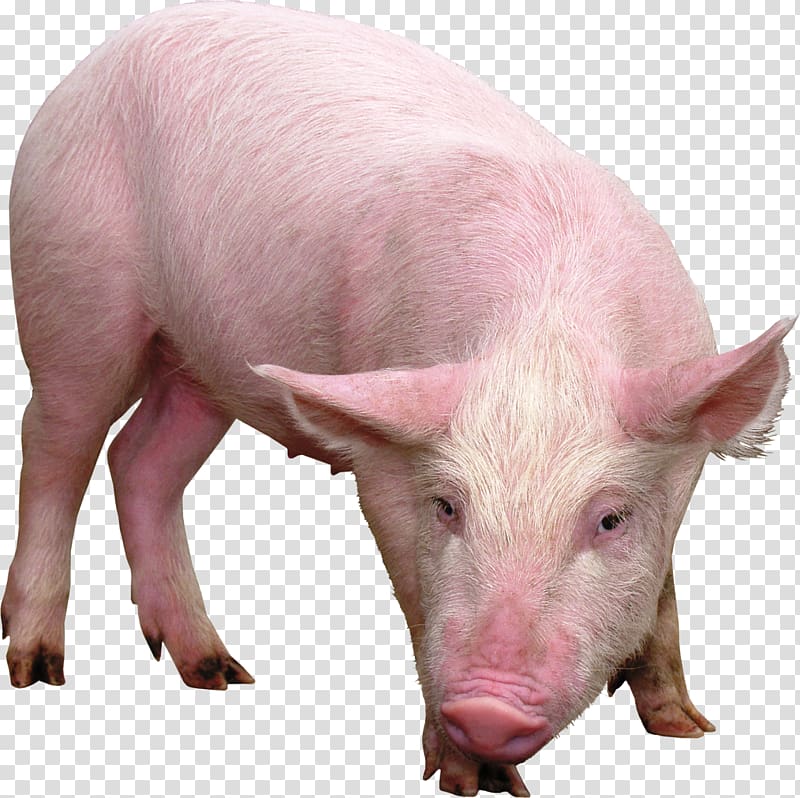 Domestic pig Desktop , fumaça transparent background PNG clipart