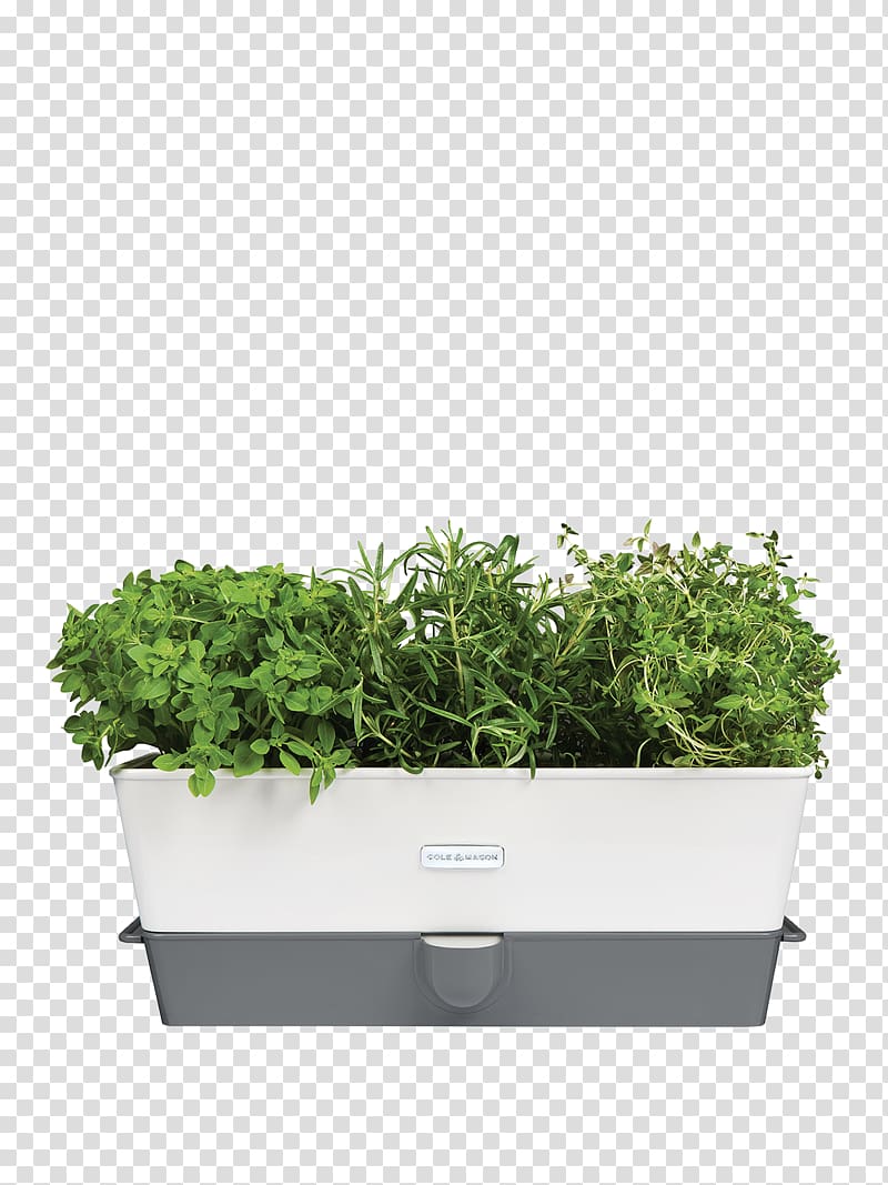The potted herb Cole & Mason Watering Cans Spice, others transparent background PNG clipart