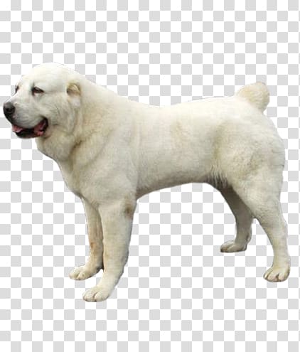 Polish Tatra Sheepdog Akbash dog Slovak Cuvac Central Asian Shepherd Dog Great Pyrenees, puppy transparent background PNG clipart