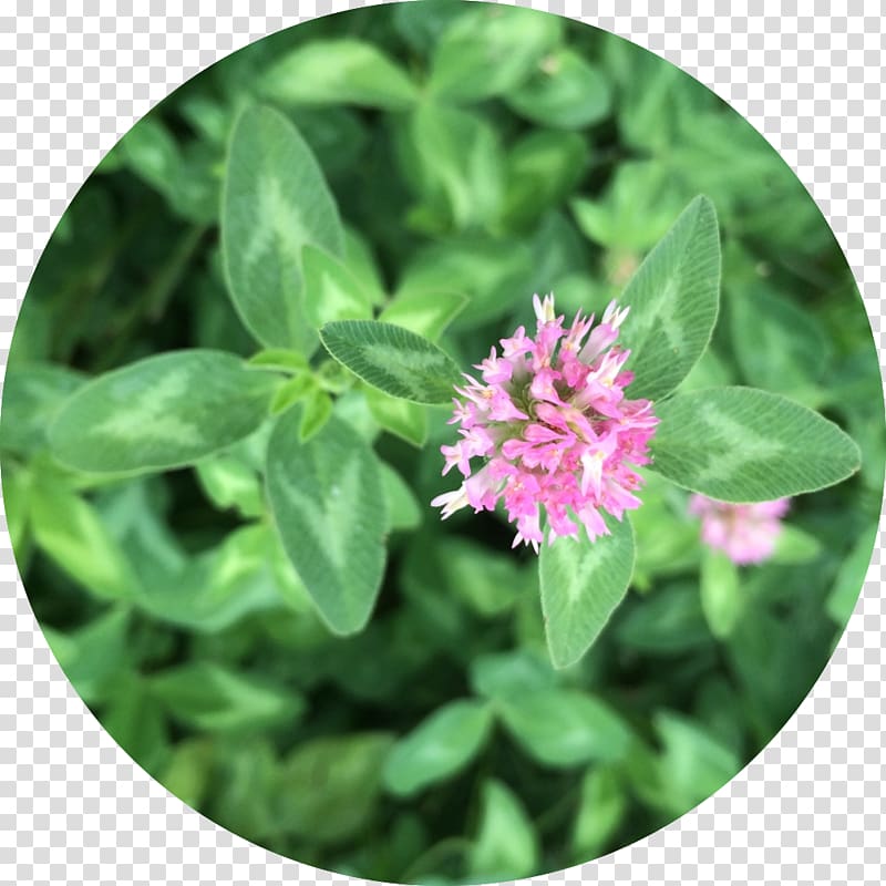 Medicine Red Clover Materia medica Herb Why Would You Know, red clover transparent background PNG clipart