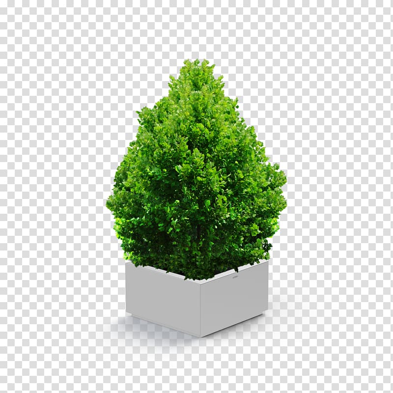 Shrub Tree Evergreen, potted plants transparent background PNG clipart