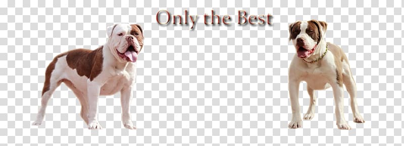 Dog breed Snout Ear, Olde English Bulldogge transparent background PNG clipart
