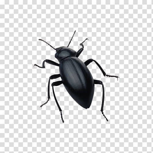 Beetle Silhouette Software bug , Black beetle transparent background PNG clipart