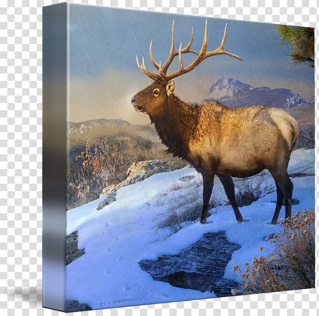 Elk Reindeer Antler Gallery wrap, elk transparent background PNG clipart