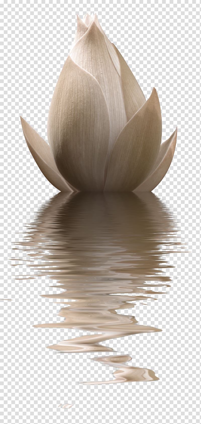 white lotus flower bud decoration pattern transparent background PNG clipart