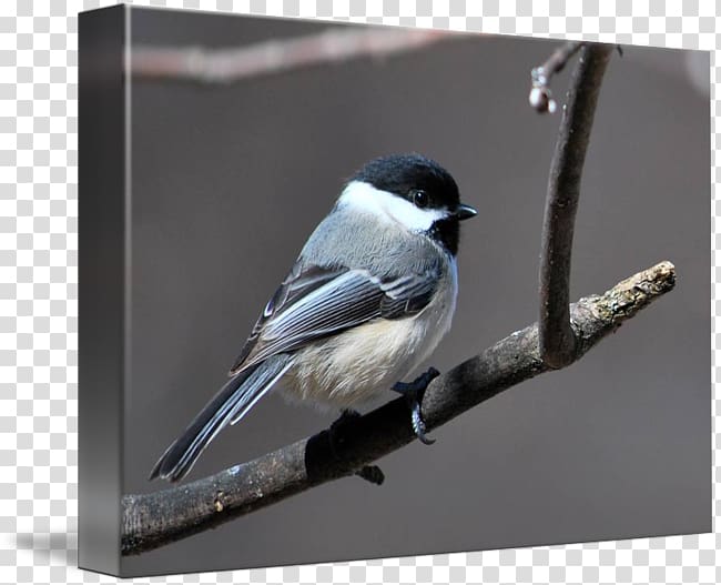 Swallow Gallery wrap Chickadee Canvas American Sparrows, chickadee transparent background PNG clipart