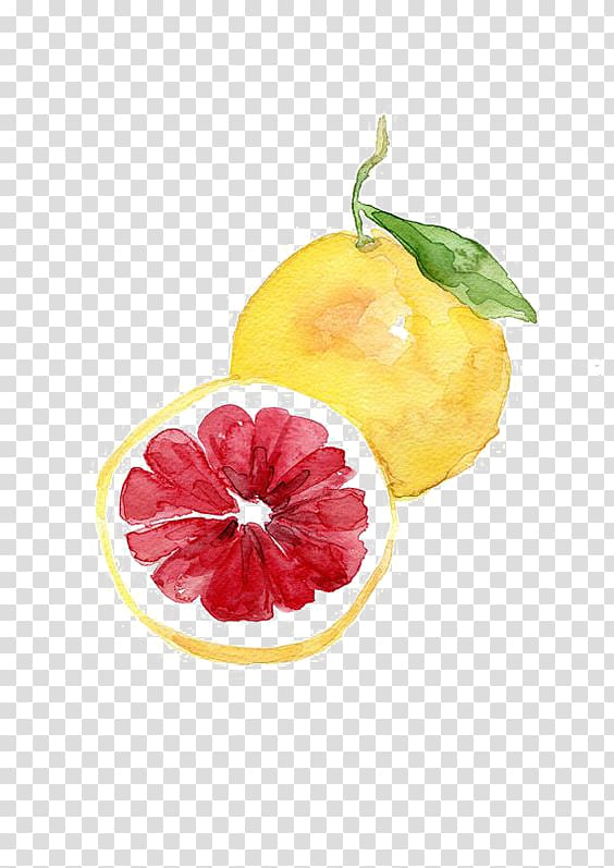yellow pomelo , Watercolor painting Art Drawing Fruit, grapefruit transparent background PNG clipart