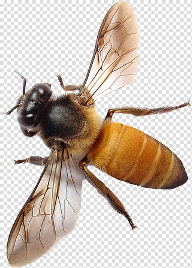 Western honey bee Insect Apis florea Hornet, bee transparent background PNG clipart