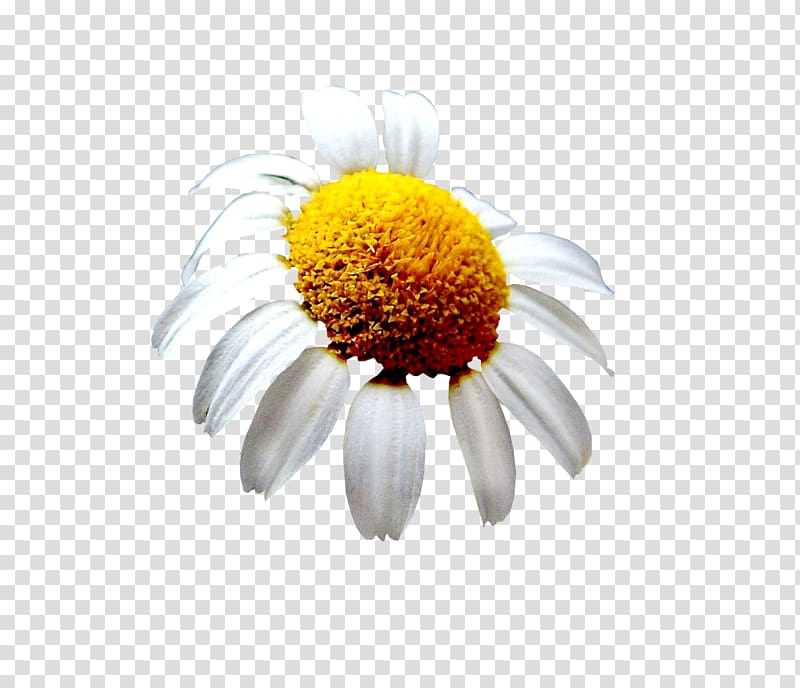Cut flowers Email Oxeye daisy Petal, flower transparent background PNG clipart