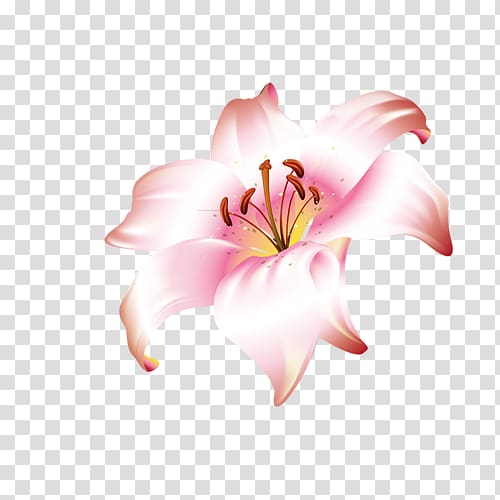 Lilium brownii Flower Jersey lily, flower transparent background PNG clipart