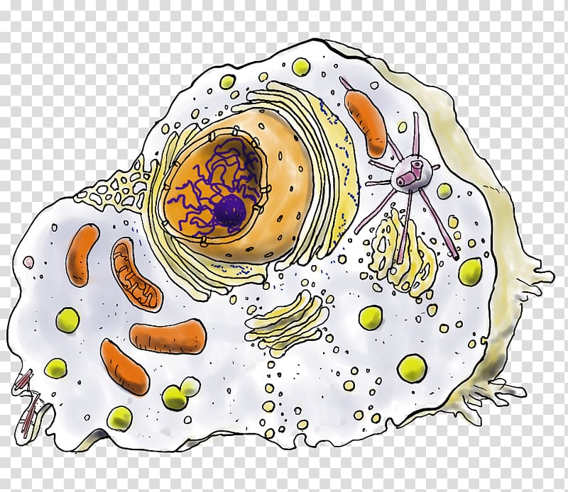 Plant cell Cell nucleus Mitochondrion Centrosome, bacterie transparent background PNG clipart