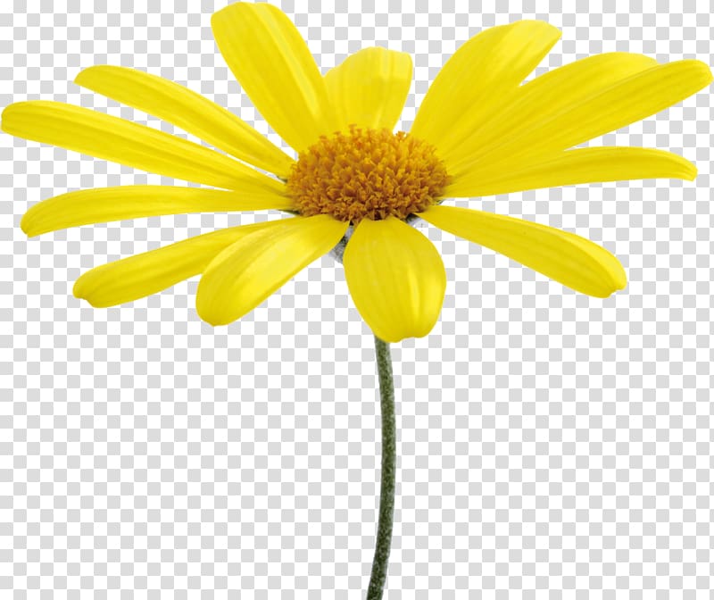 Oxeye daisy Flower Yellow Common daisy , camomile transparent background PNG clipart